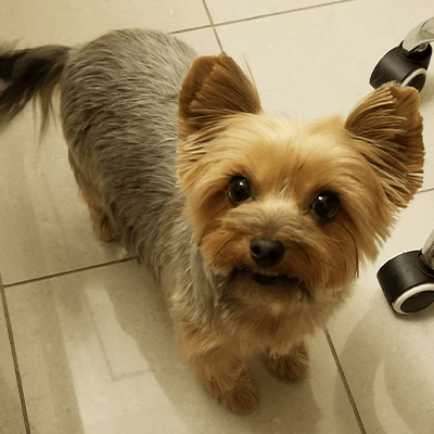 Dog Grooming