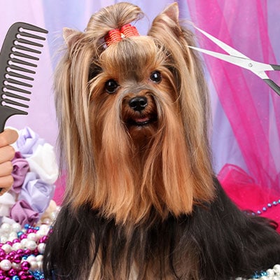 Dog Spa